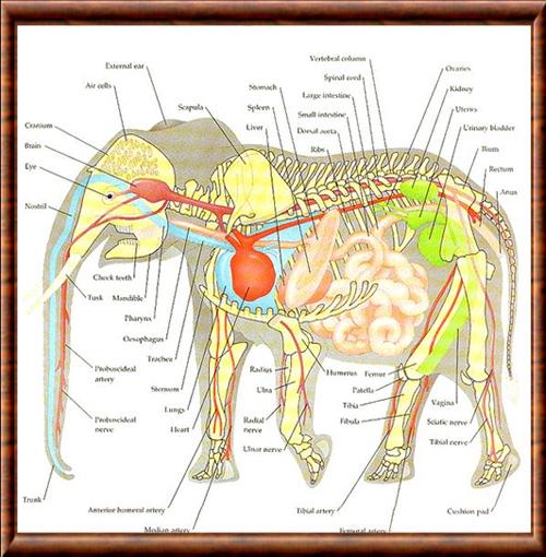 Proboscidiens anatomie