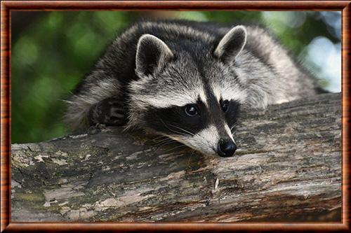 Raton laveur de Snake River Plain (Procyon lotor excelsus)