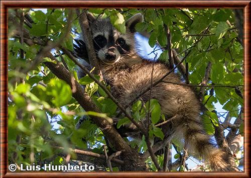 Raton laveur du Texas (Procyon lotor fuscipes)