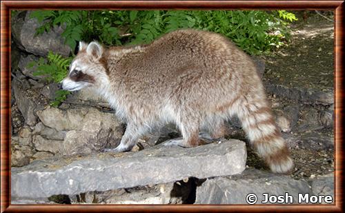 Raton laveur de la haute vallee du Mississippi (Procyon lotor hirtus)