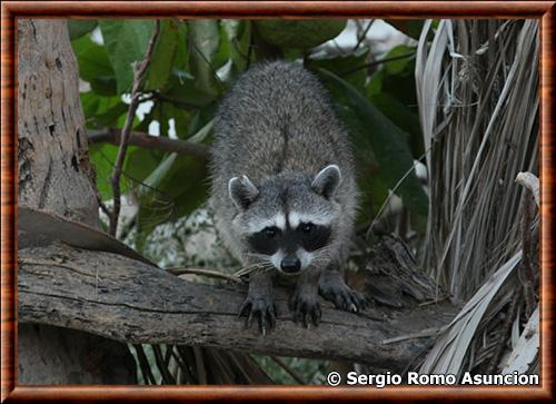 Procyon lotor insularis