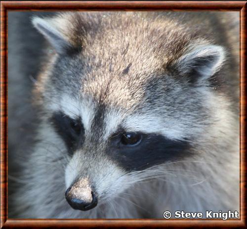 Procyon lotor marinus