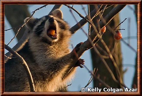 Procyon lotor maritimus