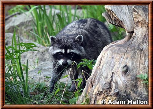 Raton laveur du Pacifique nord-ouest (Procyon lotor pacificus)