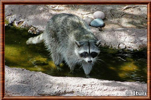 Raton laveur du desert du Colorado (Procyon lotor pallidus)