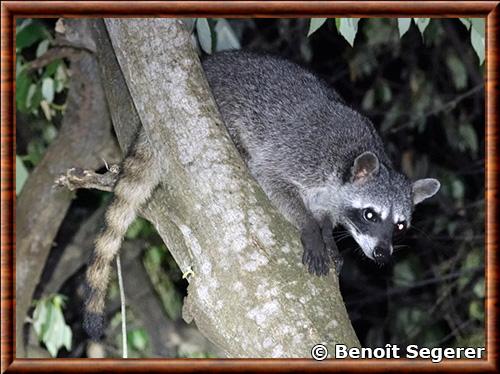 Raton laveur du Panama (Procyon lotor pumilus)