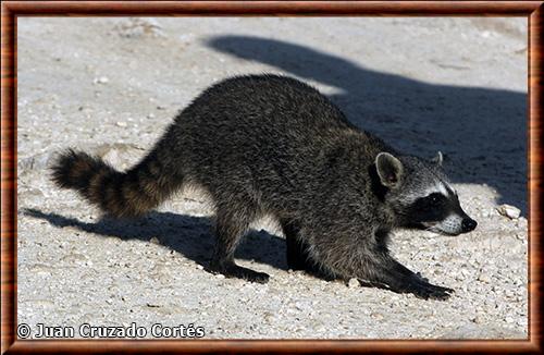 Procyon pygmaeus