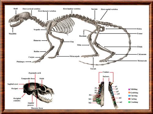 Procyonidae anatomie