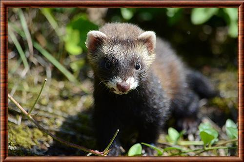 Putois d'Europe juvenile