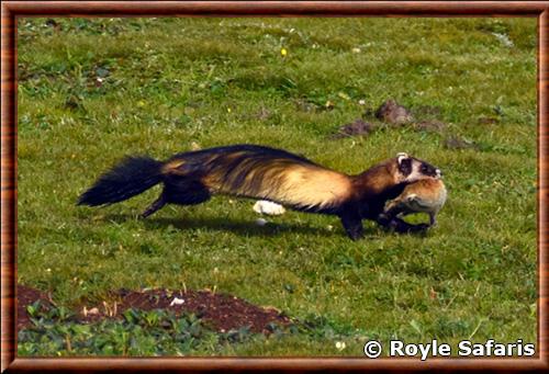 Putois des steppes carnivore