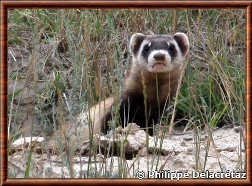 Putois des steppes portrait