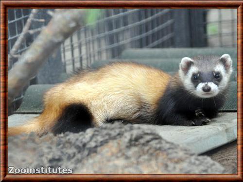 Putois des steppes (Mustela eversmanii)