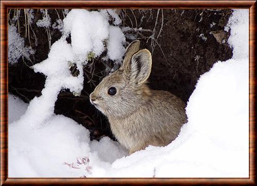 Pygmy rabbit (Brachylagus idahoensis)