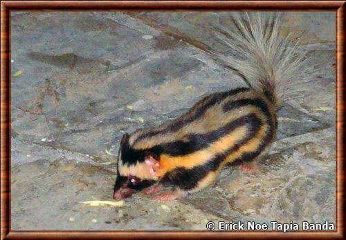 Pygmy spotted skunk (Spilogale pygmaea)