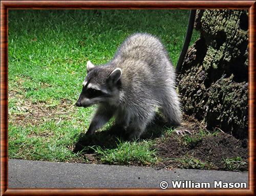 Raton laveur de Californie (Procyon lotor psora)