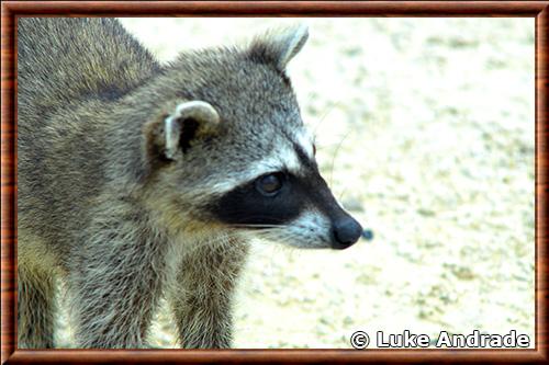 Raton laveur de Cozumel portrait