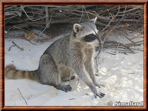 Raton laveur de Cozumel (Procyon pygmaeus)