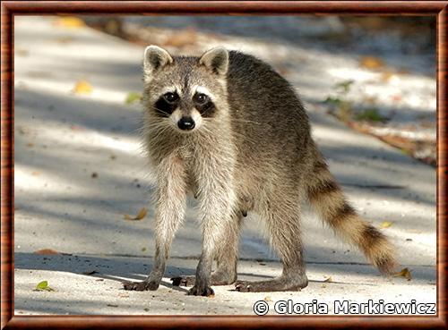 Raton laveur de Floride (Procyon lotor elucus)