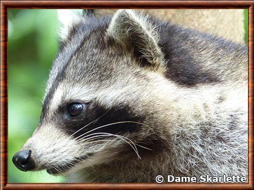 Raton laveur de Guadeloupe gros plan