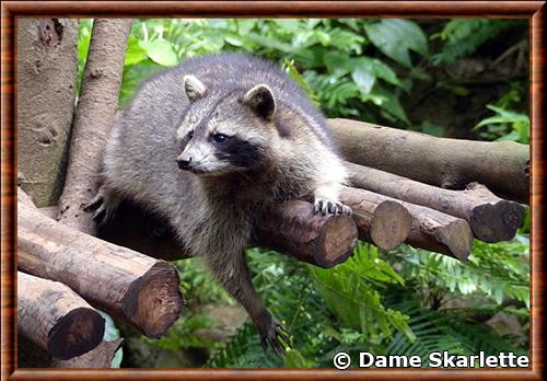 Raton laveur de Guadeloupe (Procyon lotor minor)