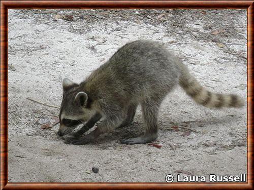 Raton laveur de Key Vaca (Procyon lotor auspicatus)