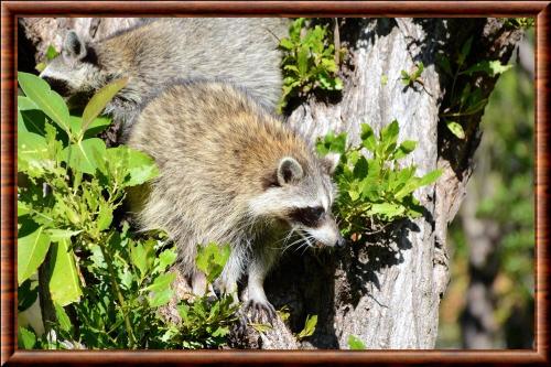 Raton laveur de Key West (Procyon lotor incautus)