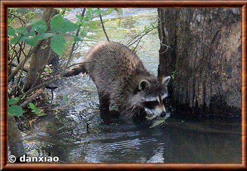 Raton laveur de Louisiane (Procyon lotor megalodous)