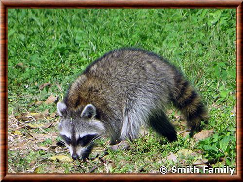 Raton laveur de Matecumbe Key (Procyon lotor inseperatus)