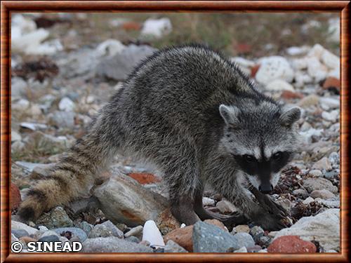 Raton laveur de Tres Marias (Procyon lotor insularis)