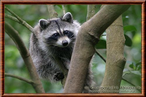 Raton laveur des Bahamas (Procyon lotor maynardi)