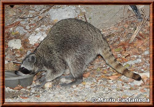 Raton laveur des iles Marias