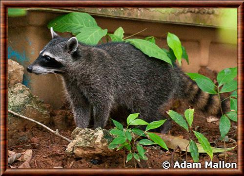 Raton laveur du Mexique