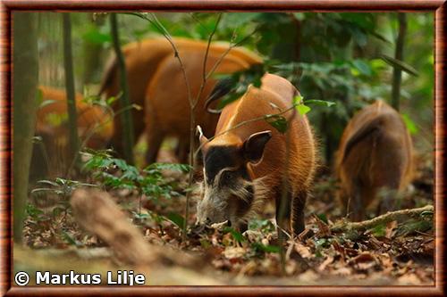 Red river hog (Potamochoerus porcus)