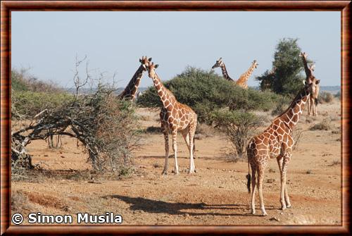 Reticulated giraffe (Giraffa reticulata)