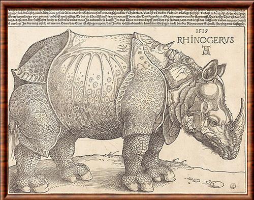 Rhinocéeros Albrecht Durer