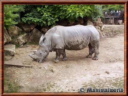 Rhinoceros blanc Amneville