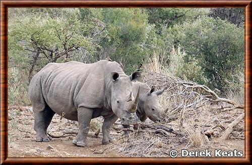 Rhinoceros blanc femelle