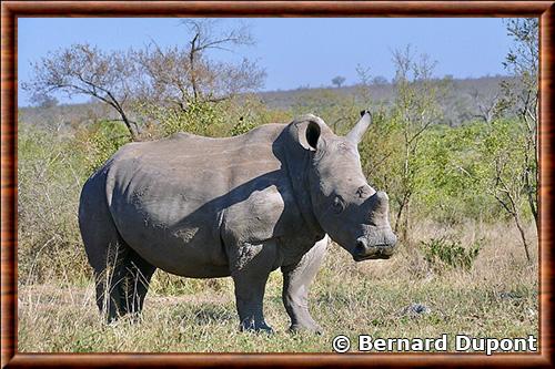 Rhinoceros blanc parc national Kruger