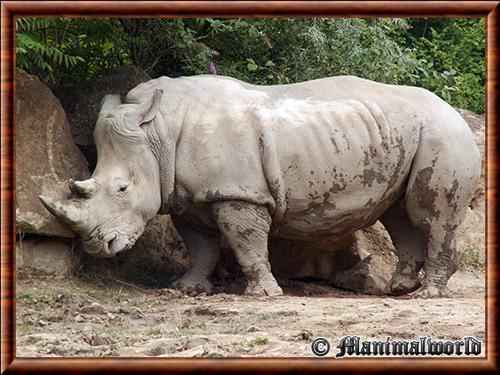 Rhinoceros blanc