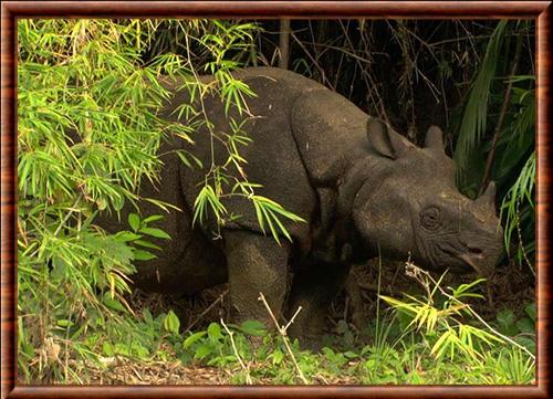 Rhinoceros de Java parc national Ujung Kulon