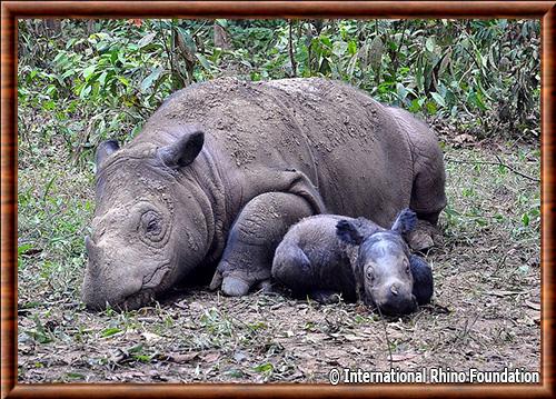 Rhinoceros de Sumatra femelle