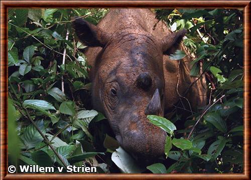 Rhinoceros de Sumatra gros plan