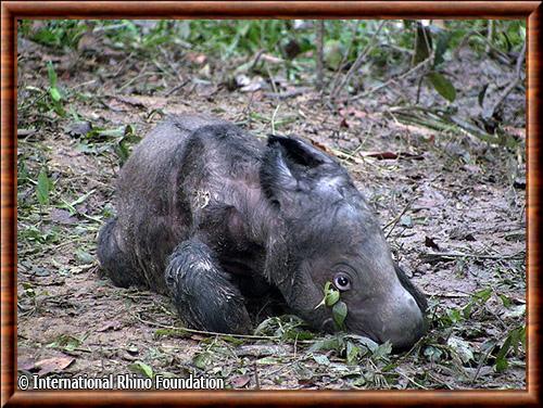 Rhinoceros de Sumatra juvénile