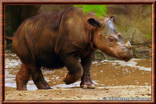 Rhinoceros de Sumatra