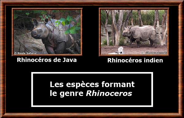 Genre Rhinoceros