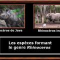 Rhinoceros genre