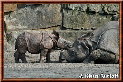 Rhinoceros indien femelle