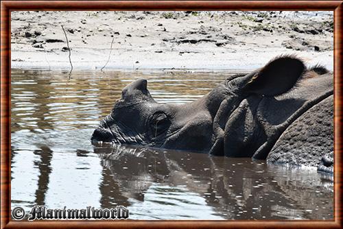 Rhinocéeros indien gros plan