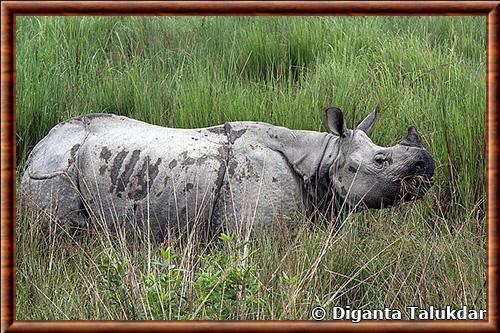 Rhinoceros indien Kaziranga