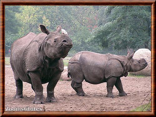 Rhinoceros indien zoo Berlin